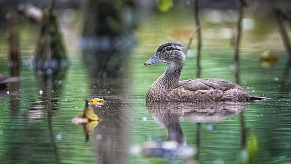 Young female Wood Duck