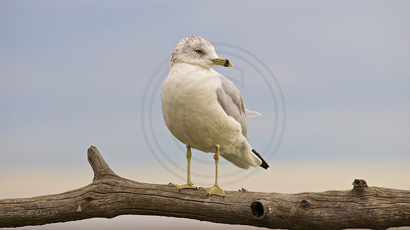 Ring-Billed Gull