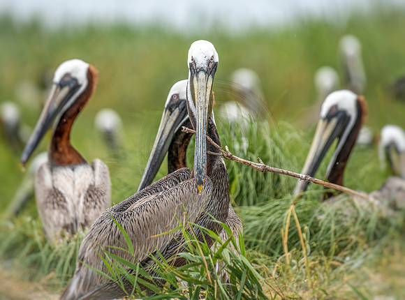 Smith Island nesting colony
