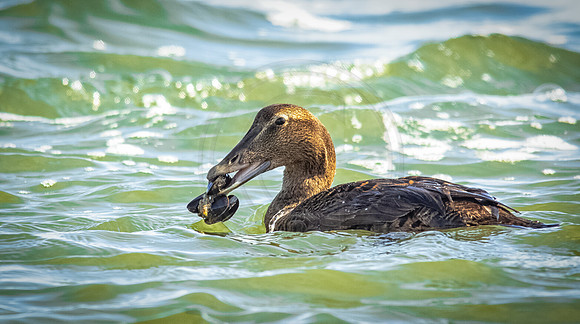 Common Eider female