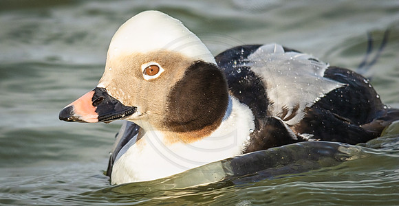 Longtail drake