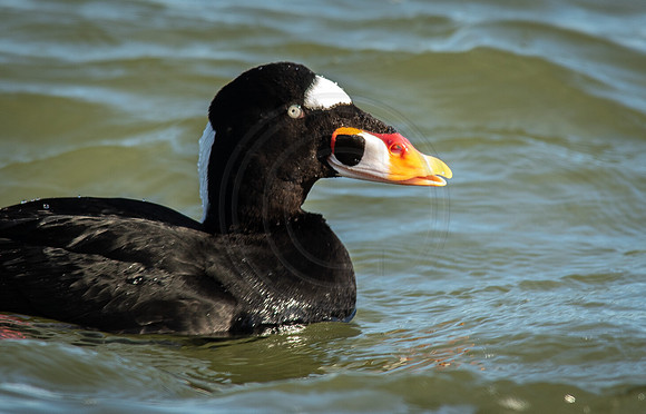 Surf Scoter
