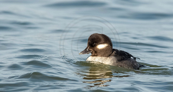 Female Bufflehead