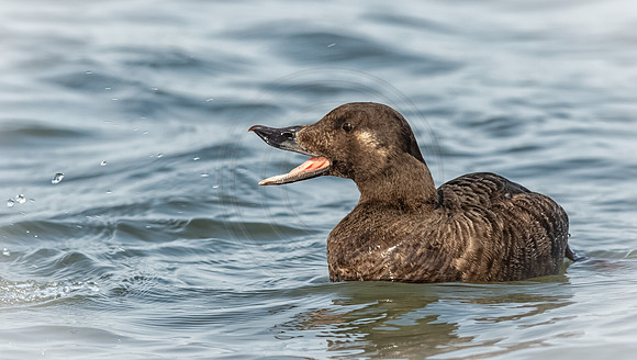 Female Surf Scoter