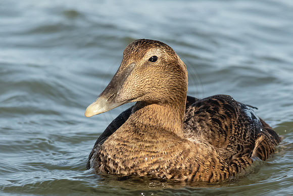 Common Eider