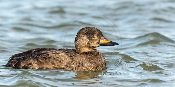 Young male Black Scoter