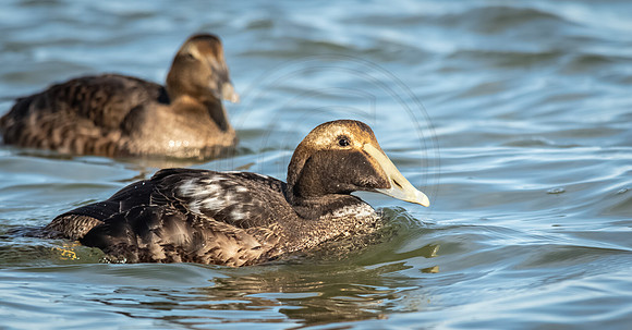 Common Eider