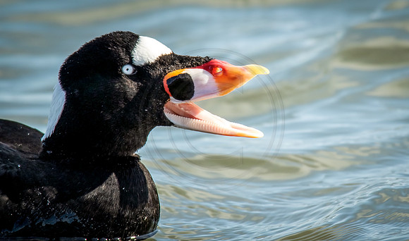 Surf Scoter