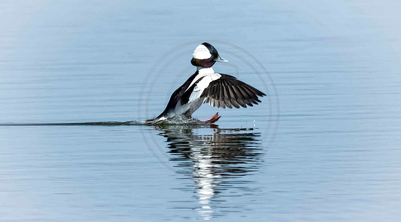 Bufflehead