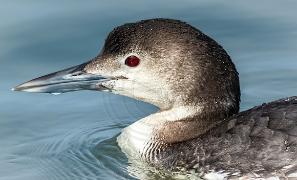 Common Loon