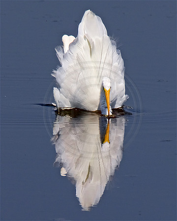 Great Egret