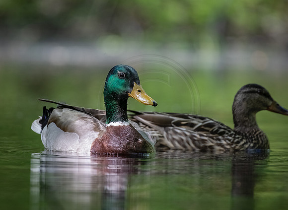 Mallard