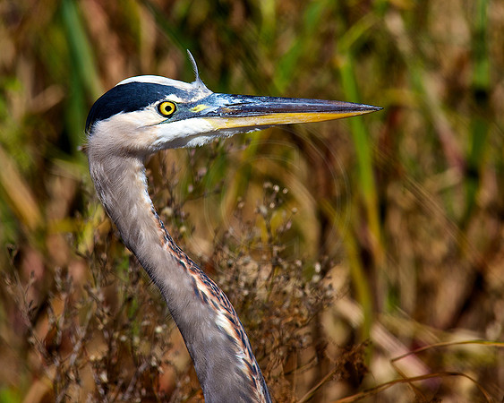 Great Blue Heron