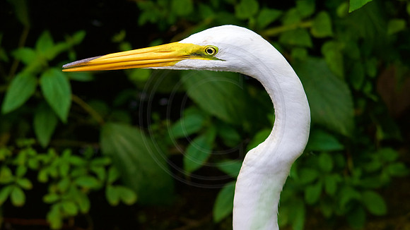 Great White Heron