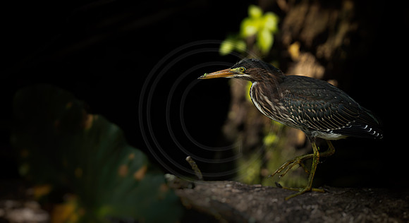 Green Heron
