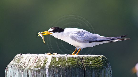 Least Tern