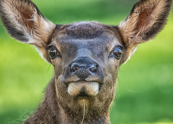elk calf