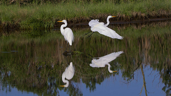 Great Egret