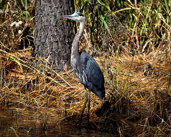 Great Blue Heron