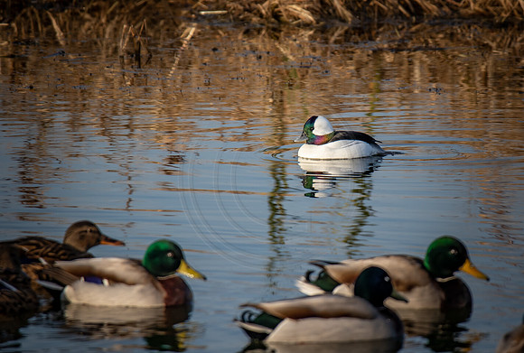 Bufflehead
