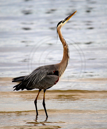 Great Blue Heron, Palmetto FL