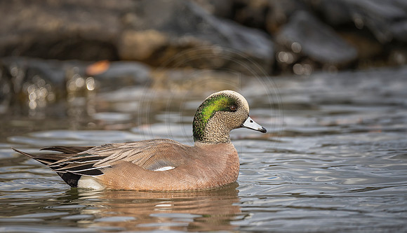 Wigeon drake