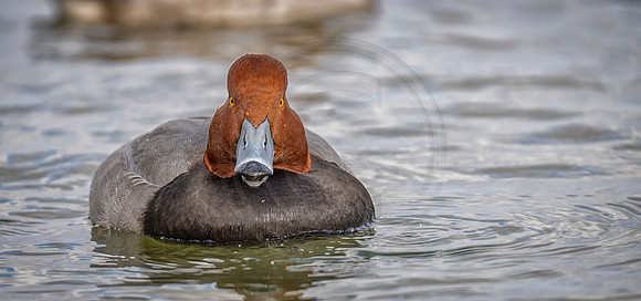 Redhead