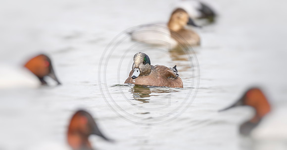 Wigeon
