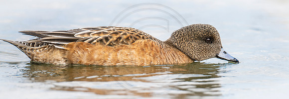 Wigeon hen