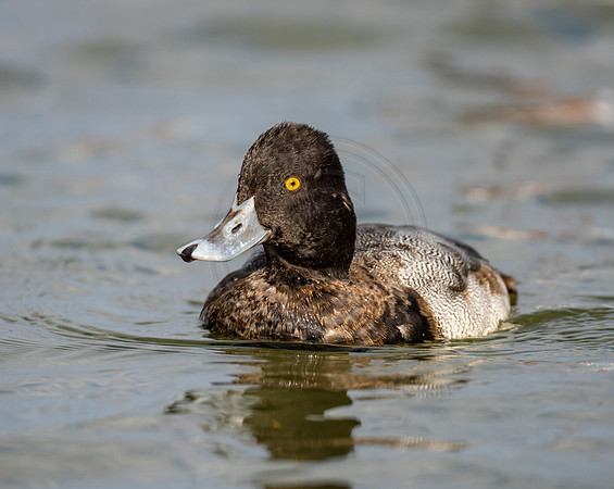 Lesser Scaup drake