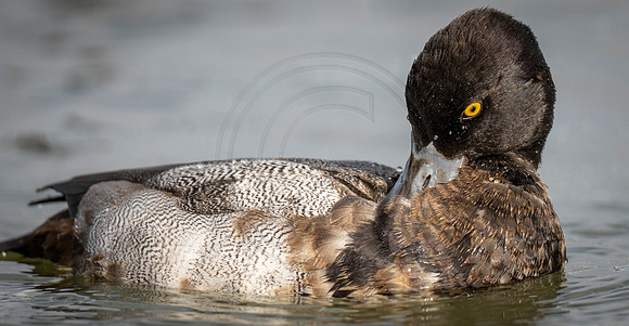 Lesser Scaup drake