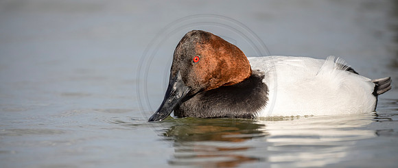 Canvasback drake