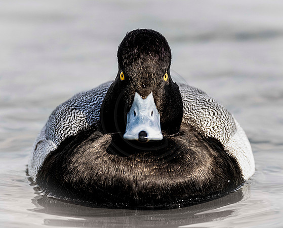 Lesser Scaup drake