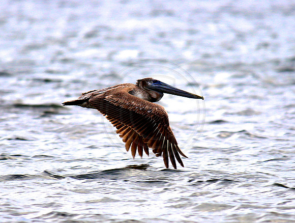 Brown Pelican, Manatee River, FL