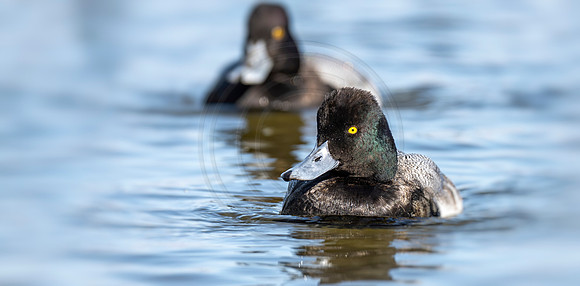 Lesser Scaup drake