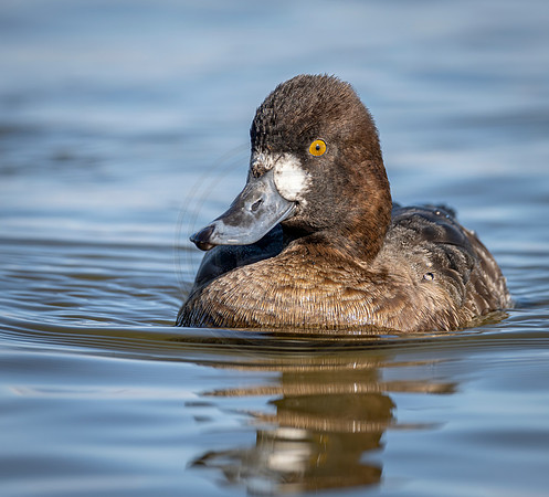 Lesser Scaup hen