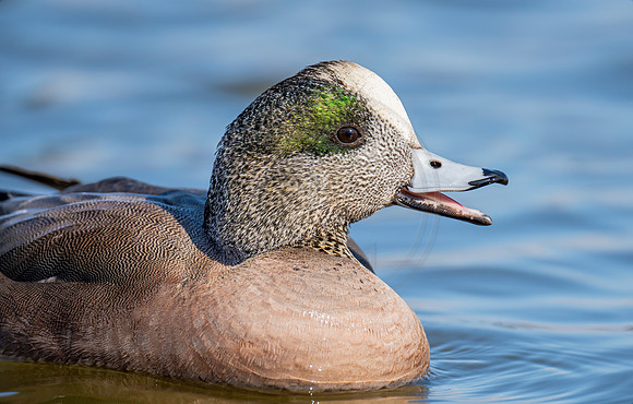 American Wigeon drake