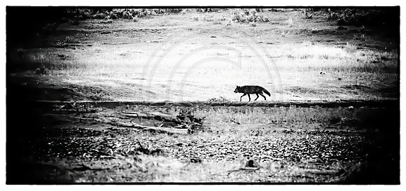 Lamar Valley Grey wolf