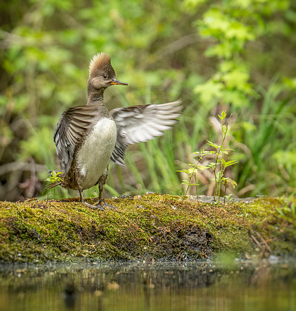 Hooded Merganser hen