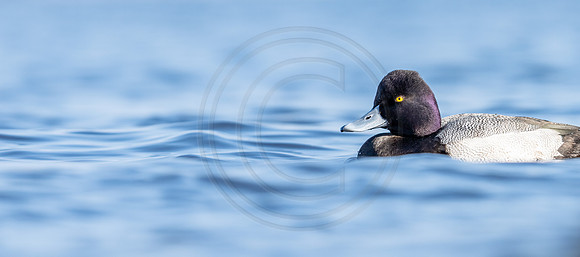 Lesser Scaulp drake