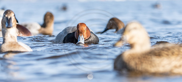 Redhead drake