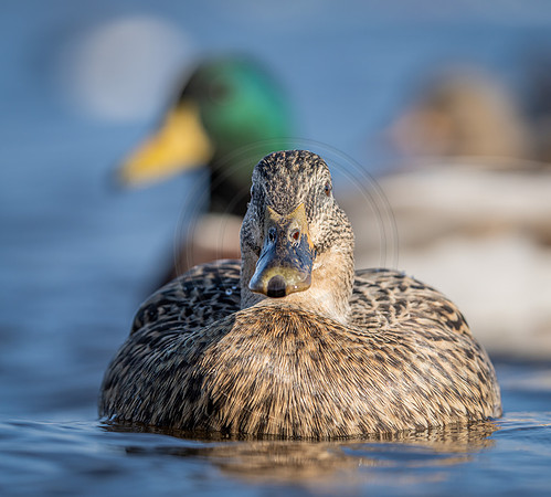 Mallard hen