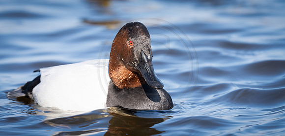 Canvasback drake