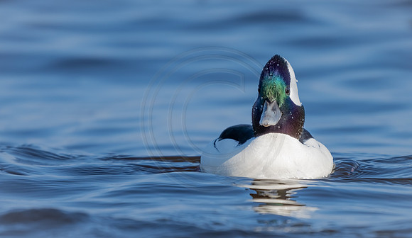 Bufflehead male