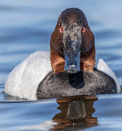 Canvasback drake