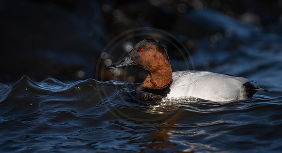 The King aka Canvasback drake
