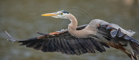 GBH