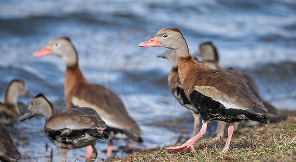 Black-Bellied Whistling Ducks