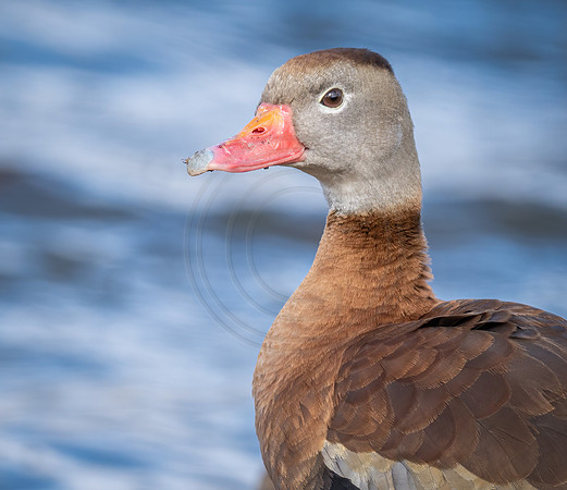Black-Bellied Whistling Ducks