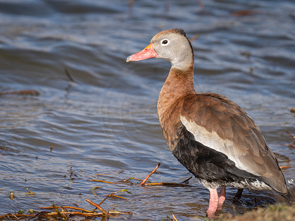 Black-Bellied Whistling Ducks